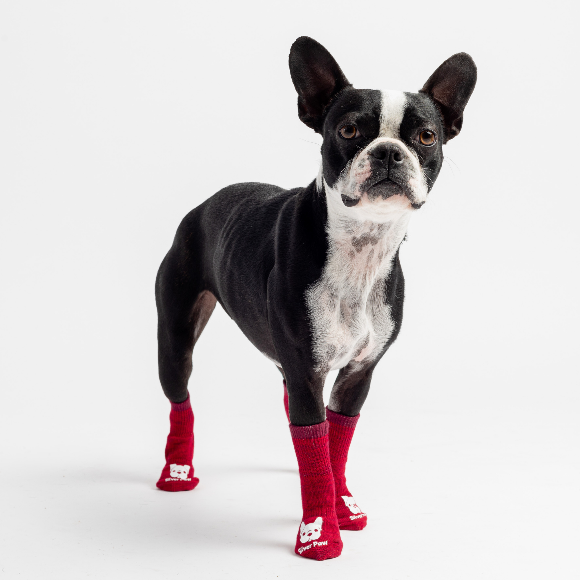 🧦 Red Compression Dog Socks – Anti-Skid, Supportive & Cozy Paw